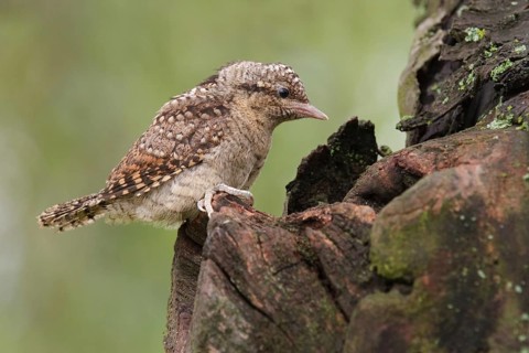 Eurasian Wryneck (Jynx torquilla) juvenile, Saxony, Germany