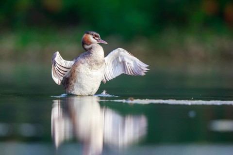 Great Crested Grebe (Podiceps cristatus) flapping, North Rhine-Westphalia, Germany