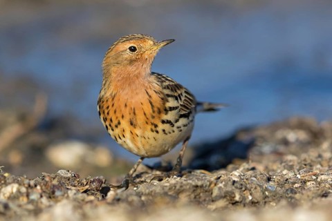 Rotkehlpieper, Red-throated Pipit, Anthus cervinus, Pipit à gorge rousse, Bisbita Gorgirrojo