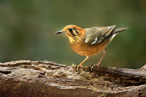 Orange-headed Thrush (Geokichla citrina), Bidoup National Park, Vietnam