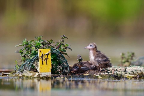 Black Tern (Chlidonias niger) chicks on nest, North Rhine-Westphalia, Germany
