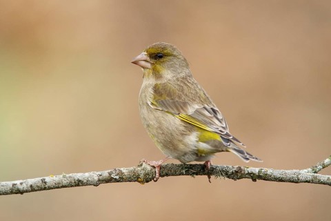 European Greenfinch (Chloris chloris), female perched, Castile and Leon, Spain