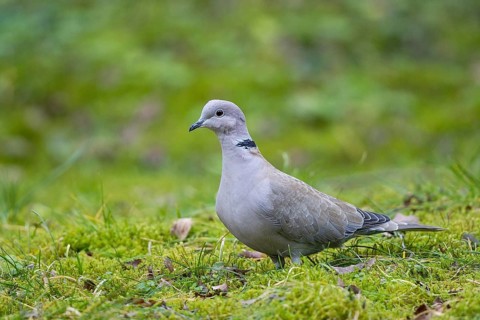 Eurasian Collared Dove (Streptopelia decaocto) perched on field, Bavaria, Germany