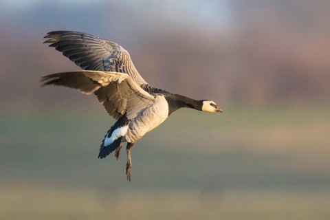 Barnacle Goose (Branta leucopsis) landing, North Rhine-Westphalia, Germany