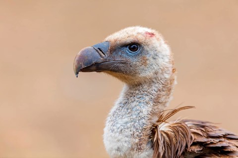 Gänsegeier, Eurasian Griffon Vulture, Griffon Vulture, Eurasian Griffon, Gyps fulvus, Vautour