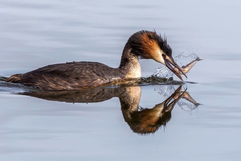 Great Crested Grebe (Podiceps cristatus) eating fish, Mecklenburg-Western Pomerania, Germany