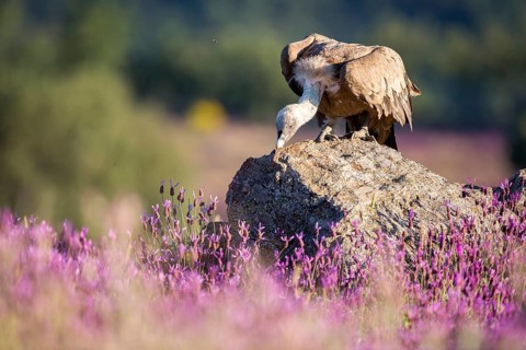 Griffon Vulture (Gyps fulvus) in field, Madrid, Spain