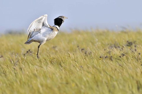 Little Bustard (Tetrax tetrax), Extremadura, Spain