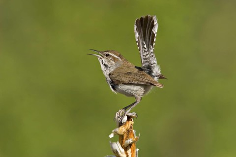 Bewick's Wren Thryomanes bewickii Texas, United States May Adult Troglodytidae