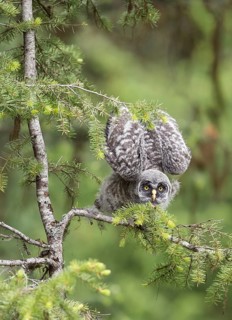 Great Grey Owl (Strix nebulosa) juvenile perched on a branch in threatening posture, British