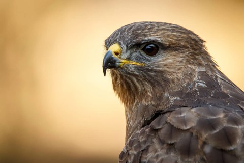 Common Buzzard (Buteo buteo), portrait, Castile and Leon, Spain