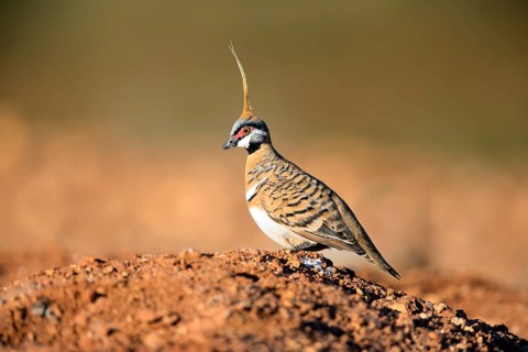 Spinifex Pigeon (Geophaps plumifera) perched on the ground, Queensland, Australia