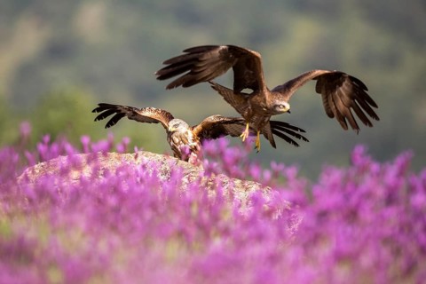 Red Kite & Black Kite (Milvus milvus & Milvus migrans), Madrid, Spain