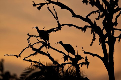 Hadada Ibis (Bostrychia hagedash nilotica) pair perched in tree in evening twilight, Yayu, Ethiopia