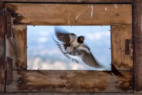 Barn Swallow (Hirundo rustica) flying into a barn, Extremadura, Spain