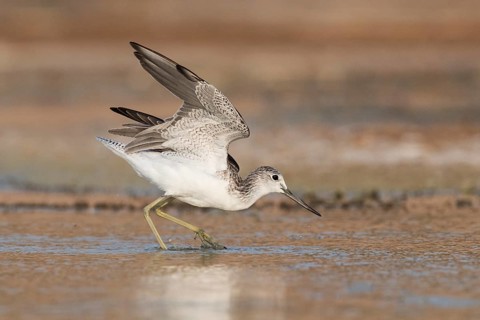 Common Greenshank (Tringa nebularia) foraging, Eilat, Israel