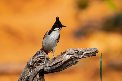 Red-whiskered Bulbul (Pycnonotus jocosus hainanensis), Yunnan, China