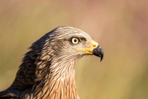 Black Kite (Milvus migrans), Madrid, Spain