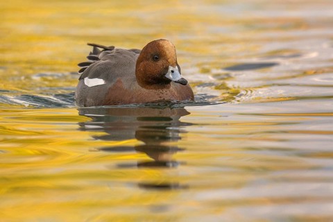 Eurasian Wigeon (Mareca penelope) male, Arizona, USA