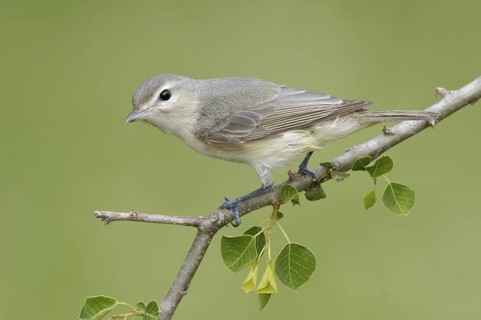 Warbling Vireo (Vireo gilvus), Texas, USA