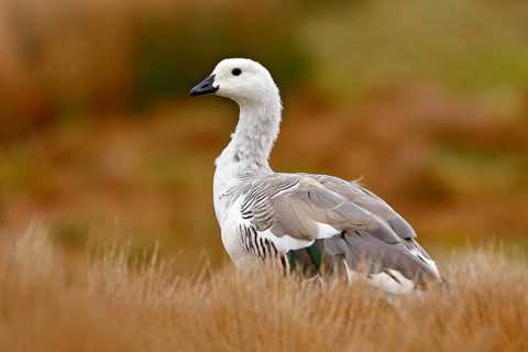 White bird with long neck. White goose in the grass. White bird in the green grass. Goose in the