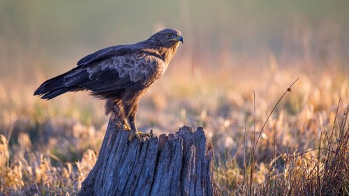 Lesser Spotted Eagle (Clanga pomarina), Mecklenburg-Western Pomerania, Germany