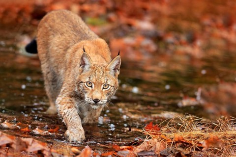 Lynx walking in the orange leaves with water. Wild animal hidden in nature habitat, Germany.