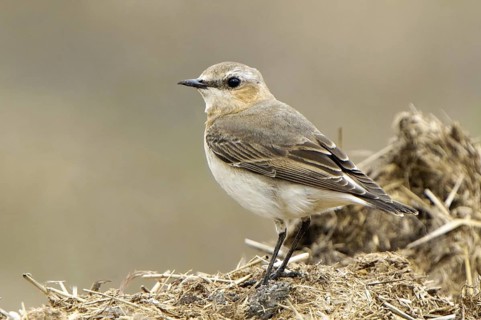 Northern Wheatear (Oenanthe oenanthe) female, Texas, USA