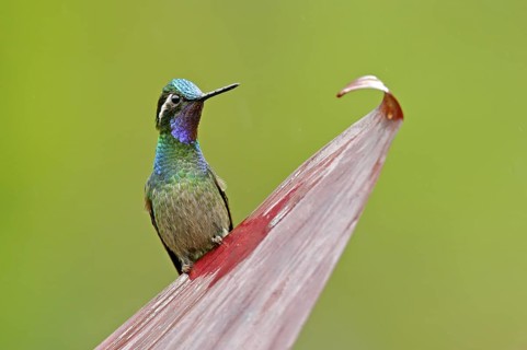 Purple-throated Mountain-gem, Lampornis calolaemus, hummingbird from Costa Rica. Violet throat