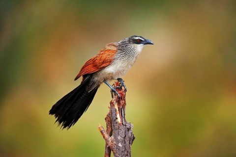 White-browed coucal or lark-heeled cuckoo, Centropus superciliosus, species of bird in family