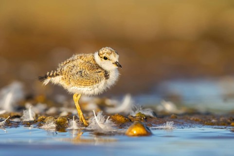 Little Ringed Plover (Charadrius dubius) chick, North Rhine-Westphalia, Germany