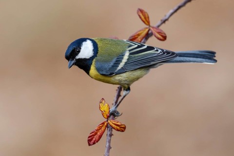 Great Tit (Parus major), Asturias, Spain