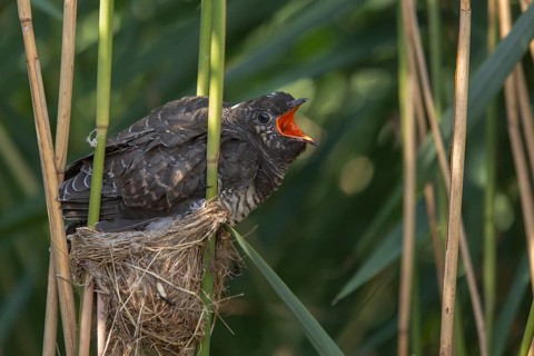 Common Cuckoo (Cuculus canorus) juvenile begging in nest of Eurasian Reed Warbler, Saxony-Anhalt,