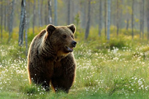 Brown bear walking in forest, morning light. Dangerous animal in nature taiga and meadow habitat.