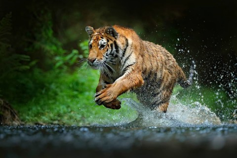 Tiger running in the water. Danger animal, tajga in Russia. Animal in the forest stream. Grey