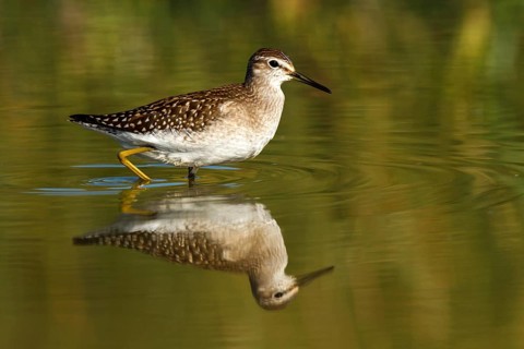 Wood Sandpiper (Tringa glareola), Castile-La Mancha, Spain