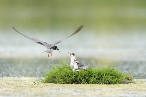 Black Tern (Chlidonias niger) juvenile, Netherlands