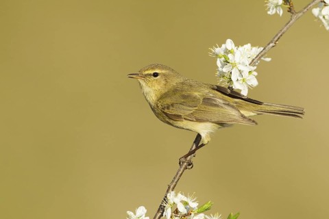 Common Chiffchaff (Phylloscopus collybita), Liechtenstein