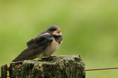 Barn Swallow (Hirundo rustica) juvenile, Lower Saxony, Germany
