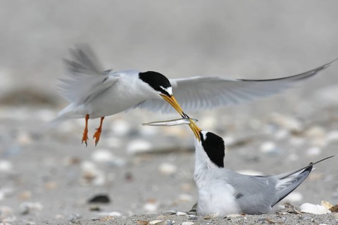 Little Tern (Sternula albifrons) mating, Lower Saxony, Germany