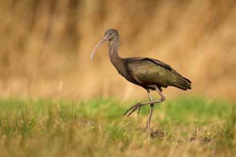 Glossy Ibis (Plegadis falcinellus), Drachten, Netherlands