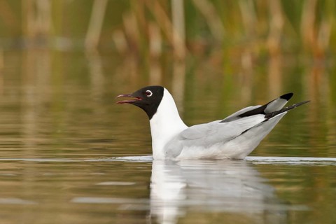 Andean Gull (Larus serranus) in a lake in Bolivia, South America