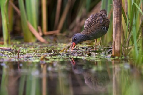 Water Rail (Rallus aquaticus) foraging, Saxony, Germany