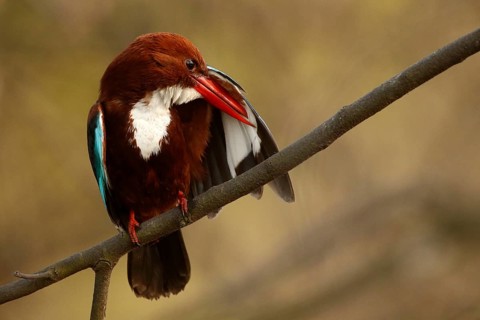 White-throated Kingfisher (Halcyon smyrnensis) preening, Rajasthan, India