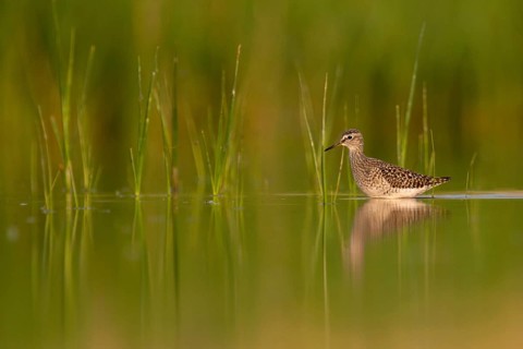 Wood Sandpiper (Tringa glareola) foraging, Lake Neusiedl, Austria