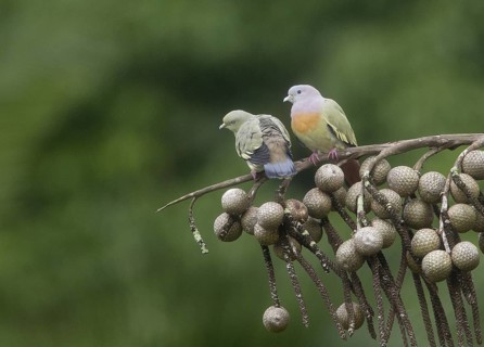Pink-necked Green Pigeon (Treron vernans), Singapore