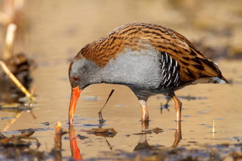 Water Rail (Rallus aquaticus) foraging, Castile-La Mancha, Spain