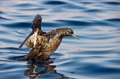 Sooty Shearwater (Ardenna grisea), Eilat, Israel