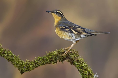 Varied Thrush (Ixoreus naevius), British Columbia, Canada