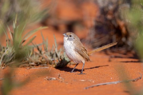 Eyrean Grasswren (Amytornis goyderi) perched on the ground, South Australia, Australia